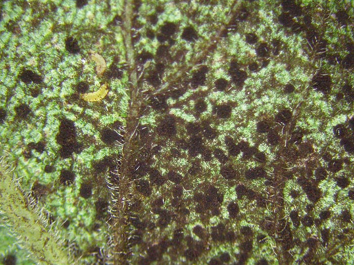 Tranzschelia pruni-spinosae - Pflaumenrost