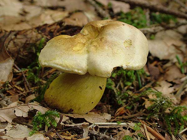tricholoma sulphureum var. bufonium