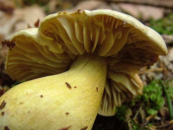 tricholoma sulphureum var. bufonium