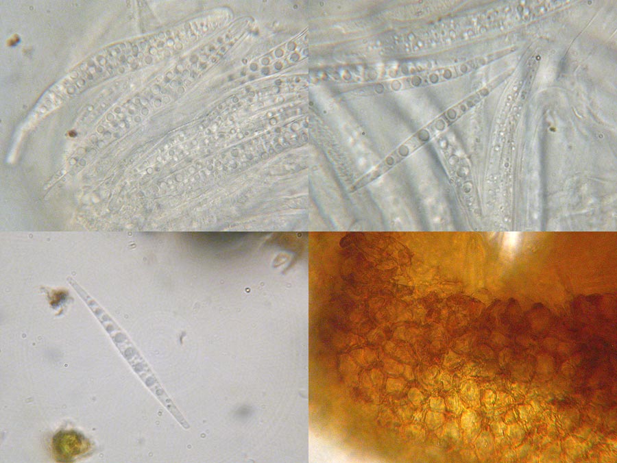 Tubeufia cerea