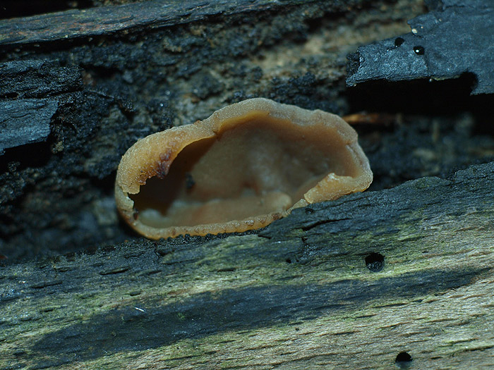 Peziza micropus - Kurzstieliger Holzbecherling