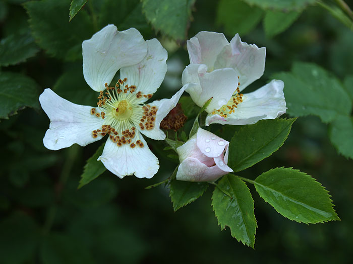 Rosa canina
