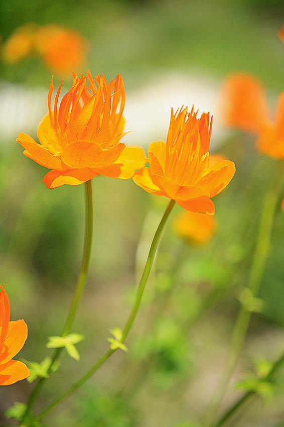 Trollius yunnanensis - Yunnan-Trollblume